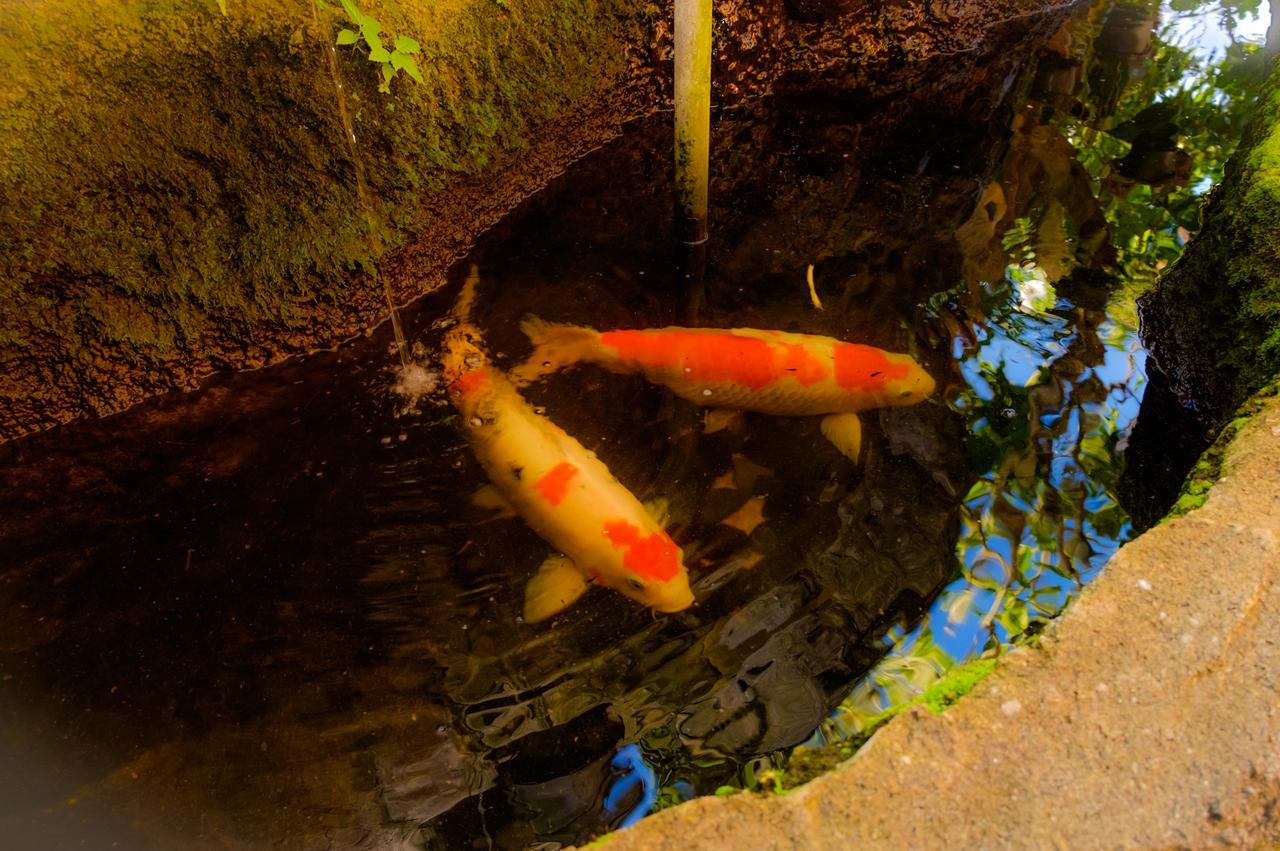 Bali Spring Cottages Ubud Exteriér fotografie